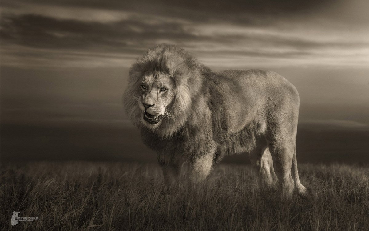 Африканский Лев черный