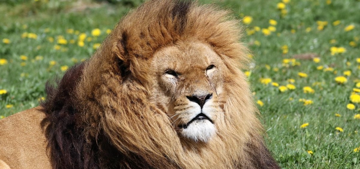 Lion Капский Лев