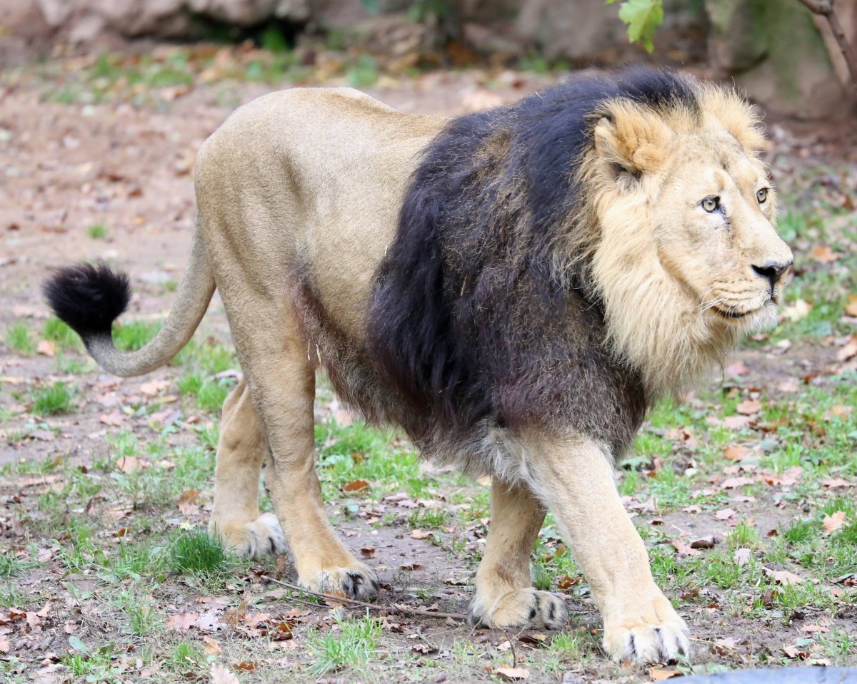 Берберийский Лев (Panthera Leo Leo)
