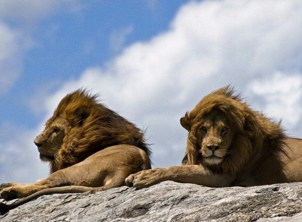 Масайский Лев