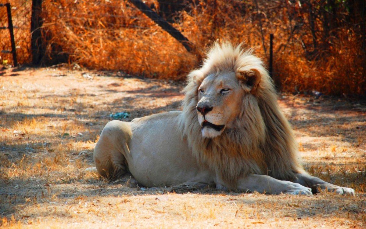 Лев на рабочий стол