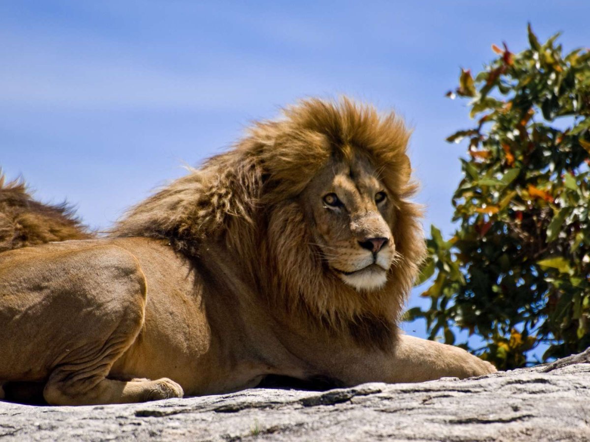 Азиатский Лев