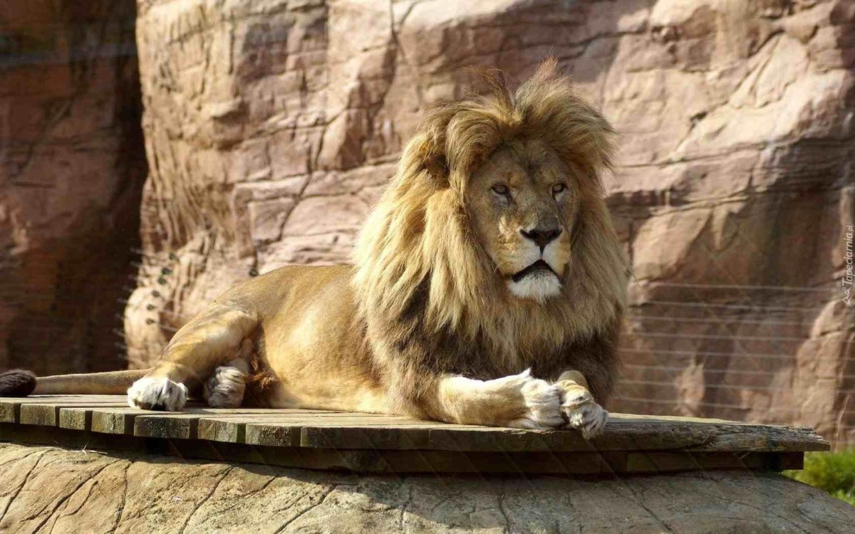 Лев в загоне