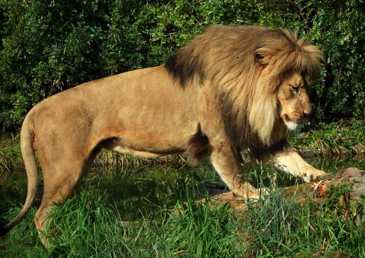 Берберийский Лев