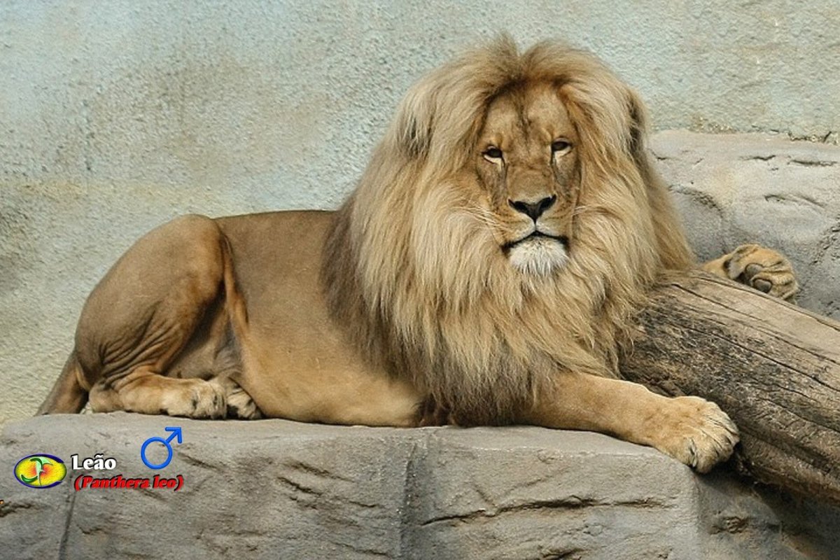 Panthera Leo bleyenberghi