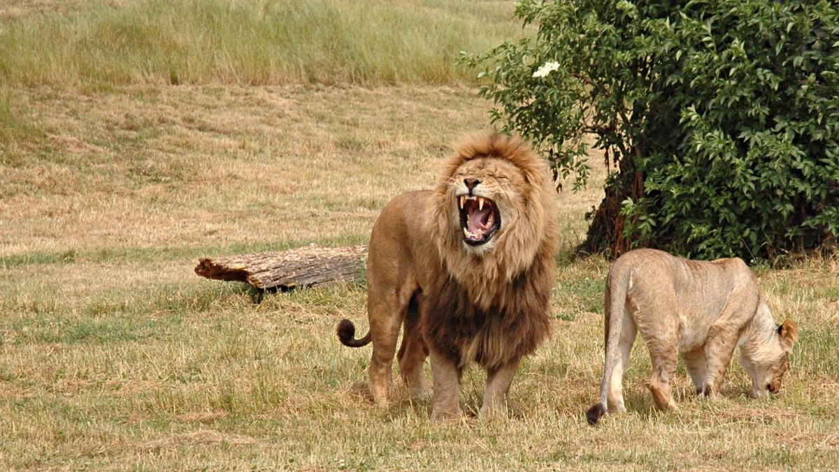 Охотящийся в саванне Лев