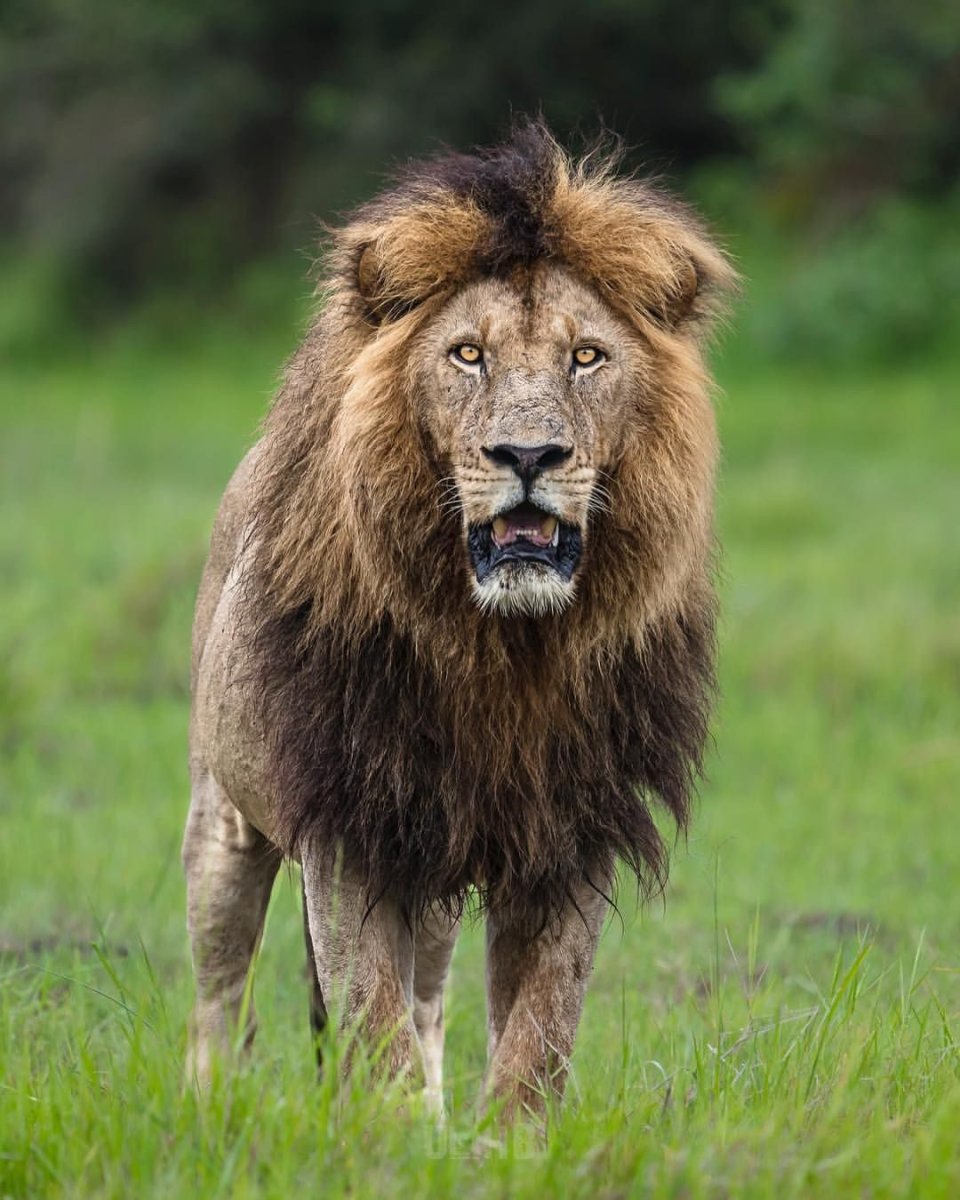 Берберийский Лев