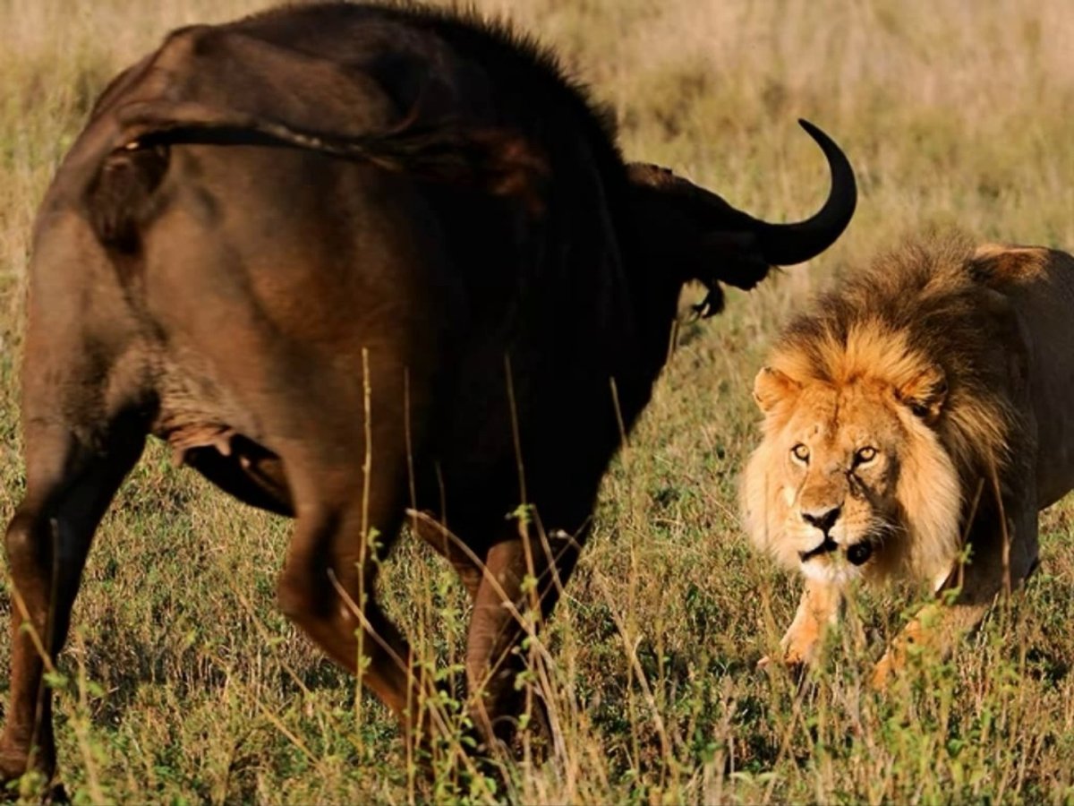 Битва животных в дикой природе