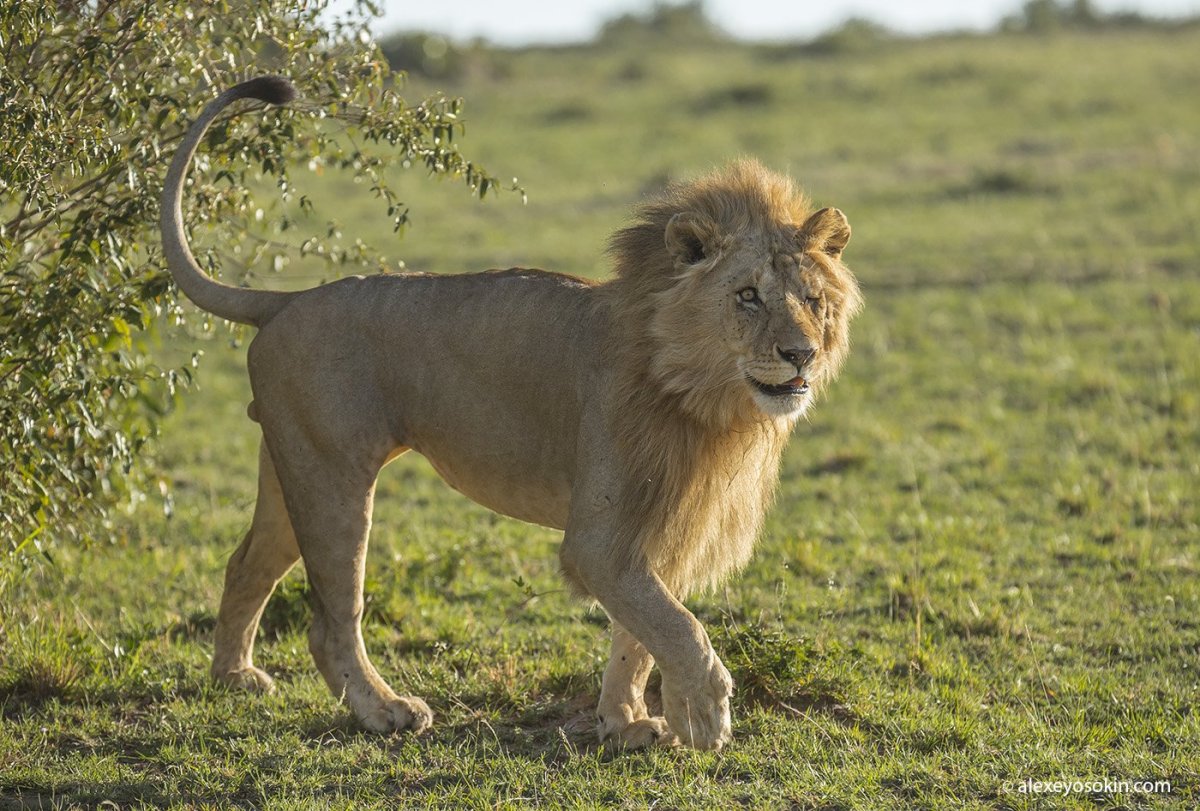 Североконголезский Лев