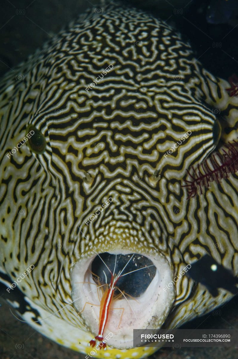 Самая редкая рыба на свете