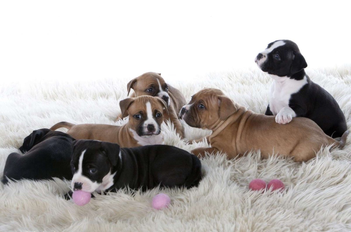 Щенки группа фото