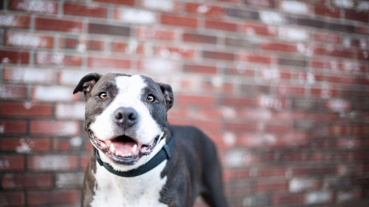 Стаффордширский бультерьер