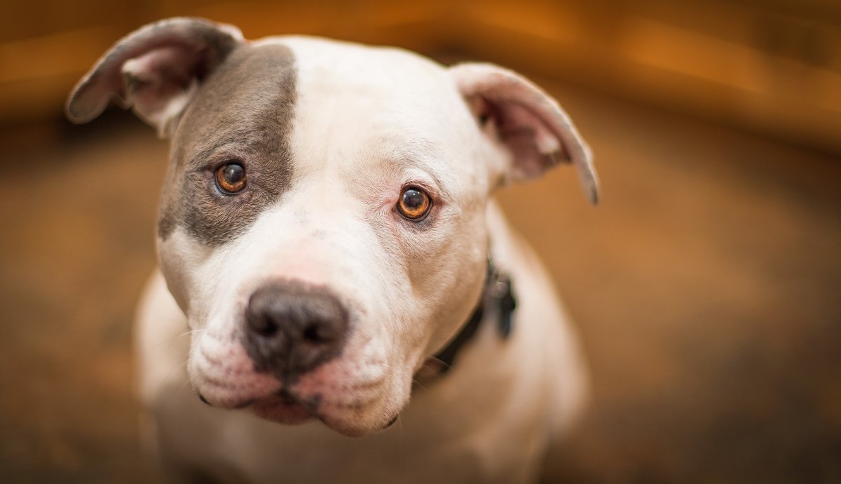 Французский стаффордширский терьер