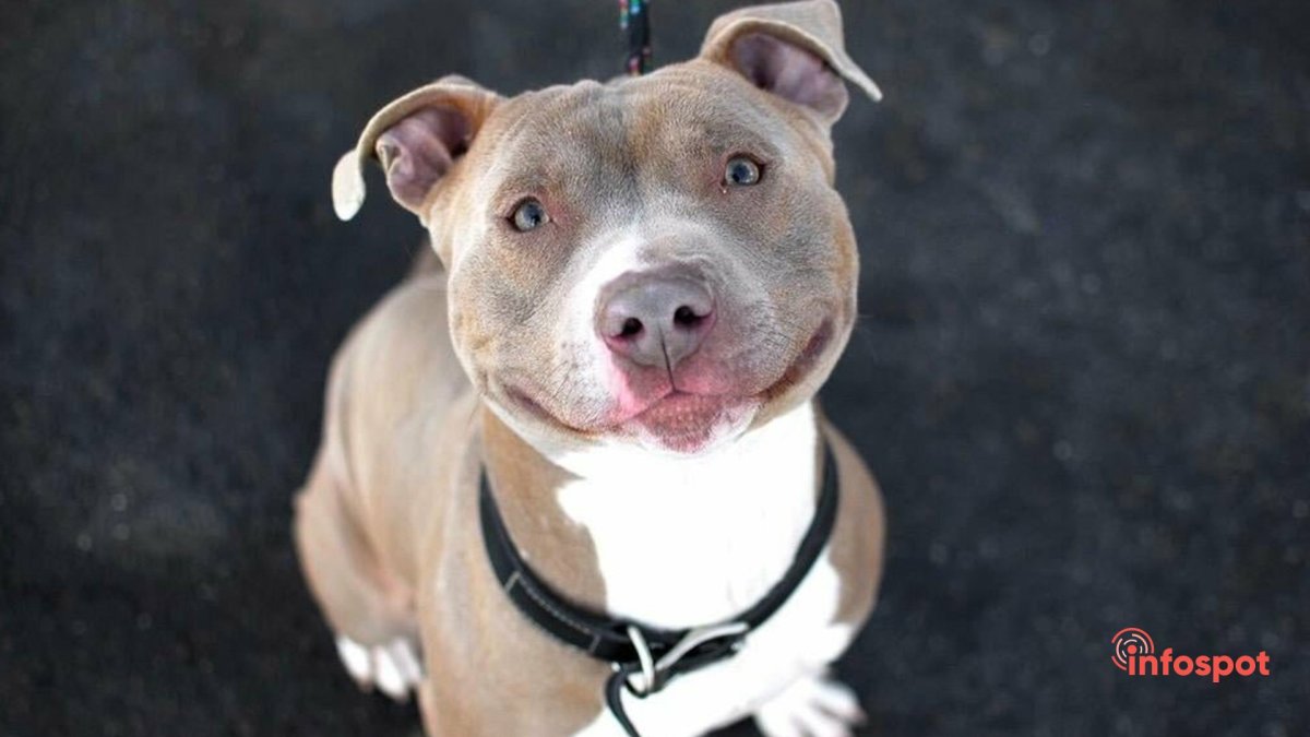 Стаффордширский бультерьер