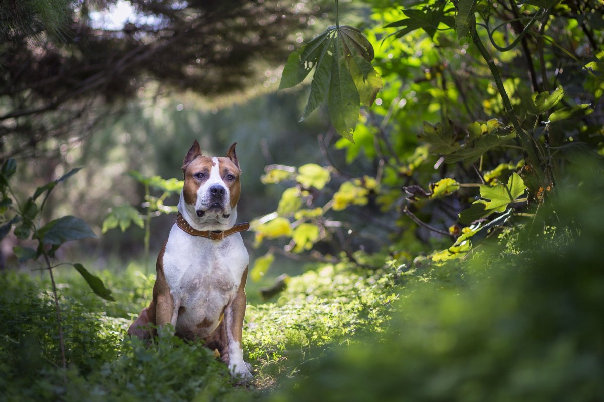 Американский стаффордширский терьер осень