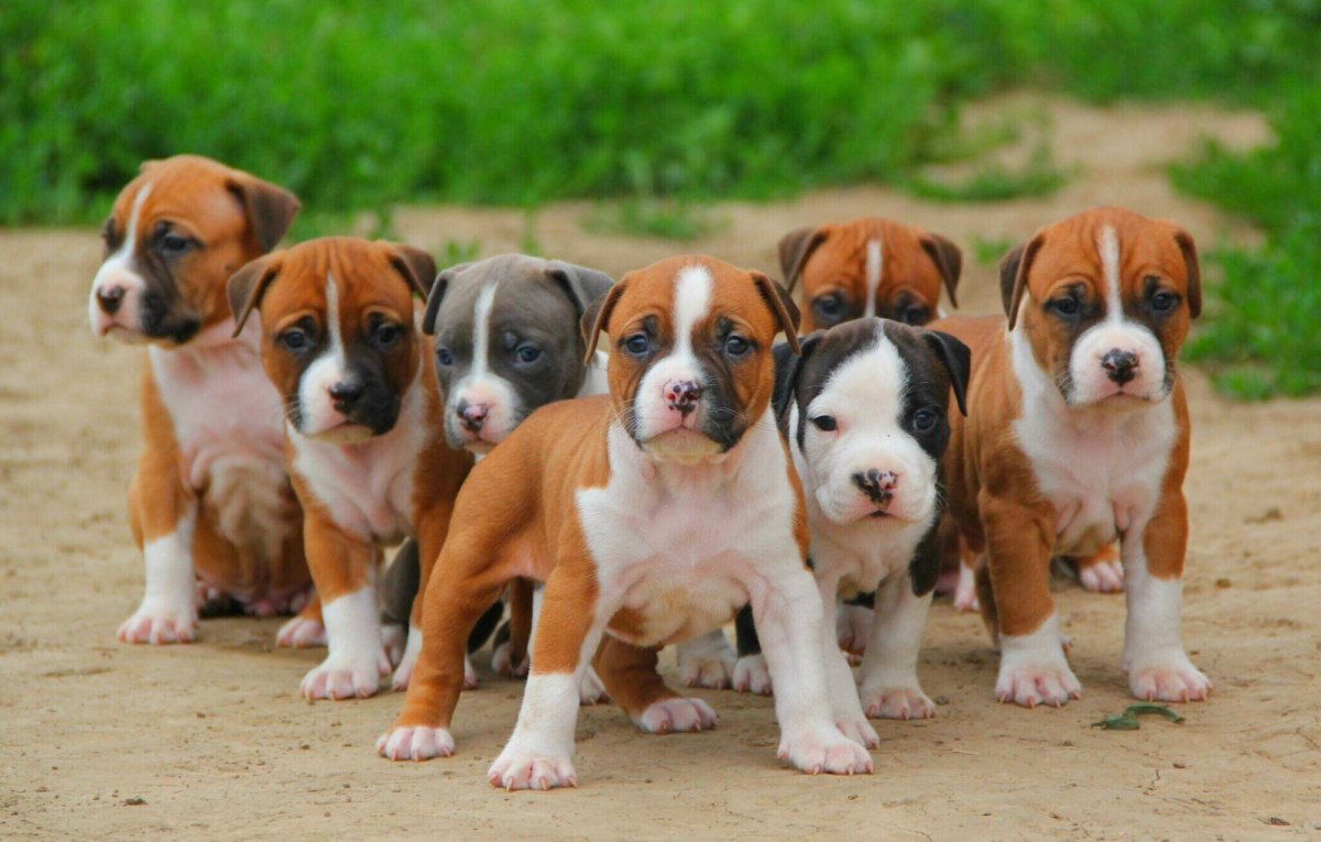 Американский стаффордширский терьер щенок