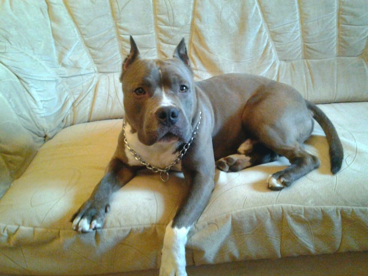 Голубо палевый американский стаффордширский терьер