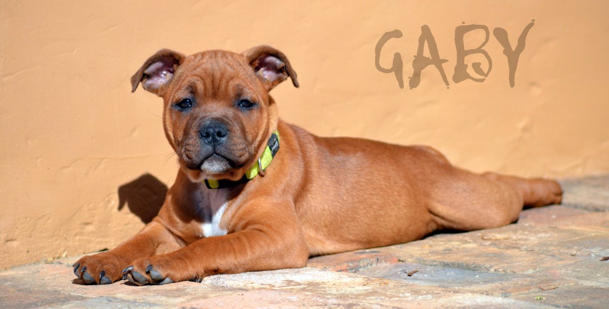 Стаффордширский бультерьер рыжий