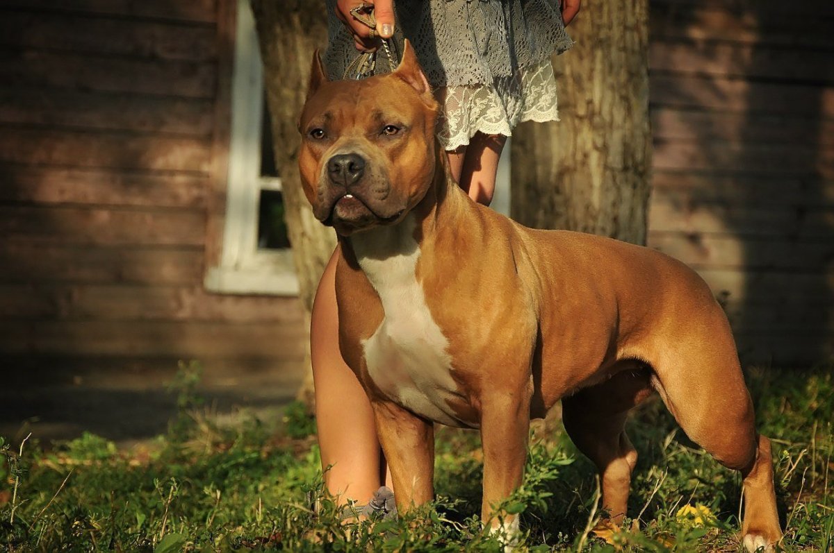 Карликовый стаффордширский терьер