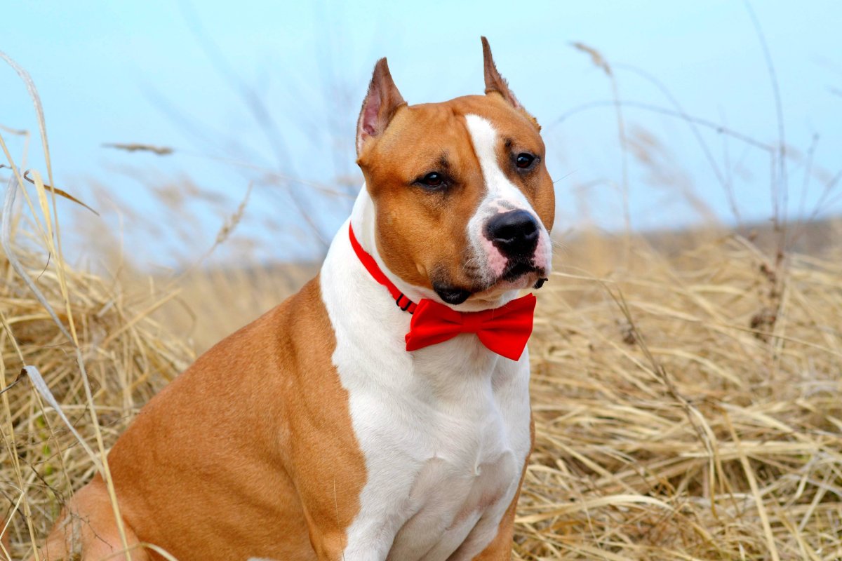 Аргентинский стаффордширский терьер