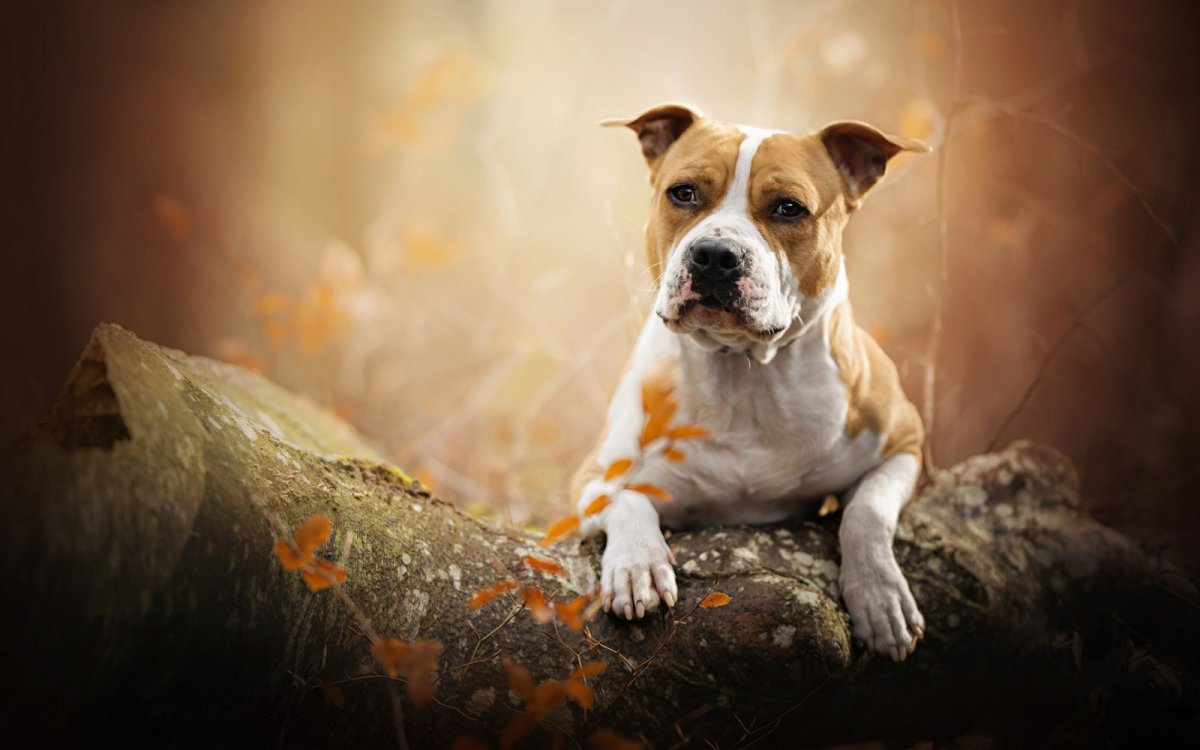 Американский стаффордширский терьер