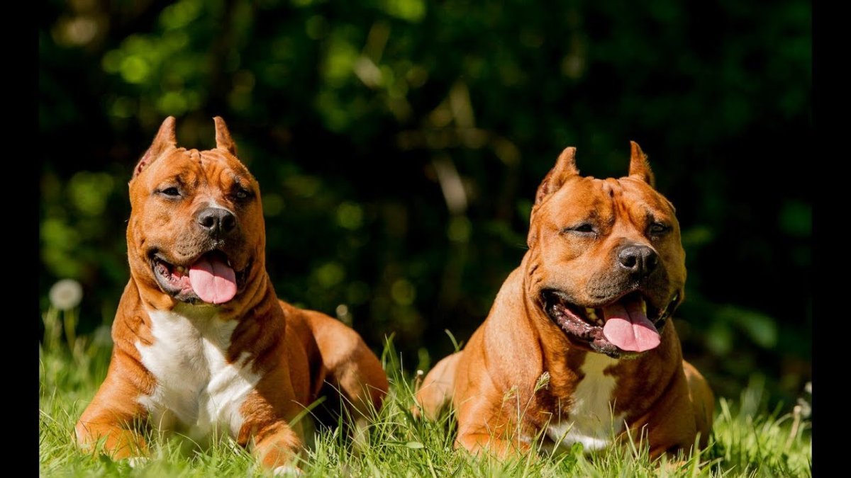 Американский стаффордширский терьер