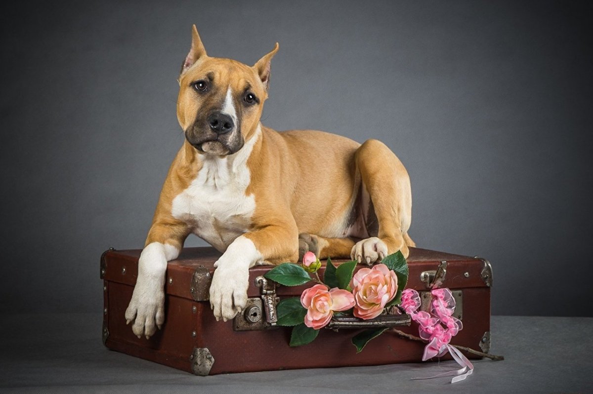 Стаффордширский терьер с цветами