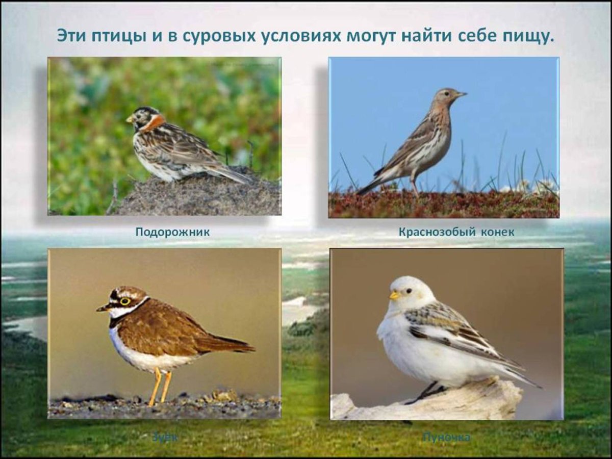 Птицы севера Норвегии