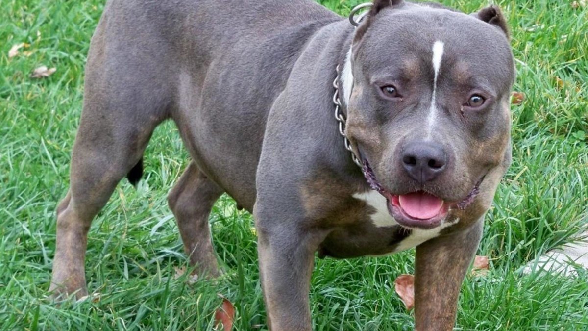 Американский стаффордширский терьер