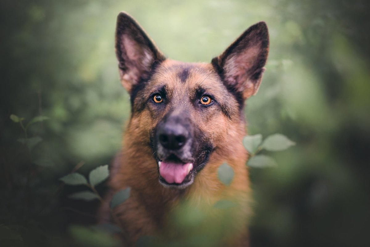 Немецкая овчарка 4 к