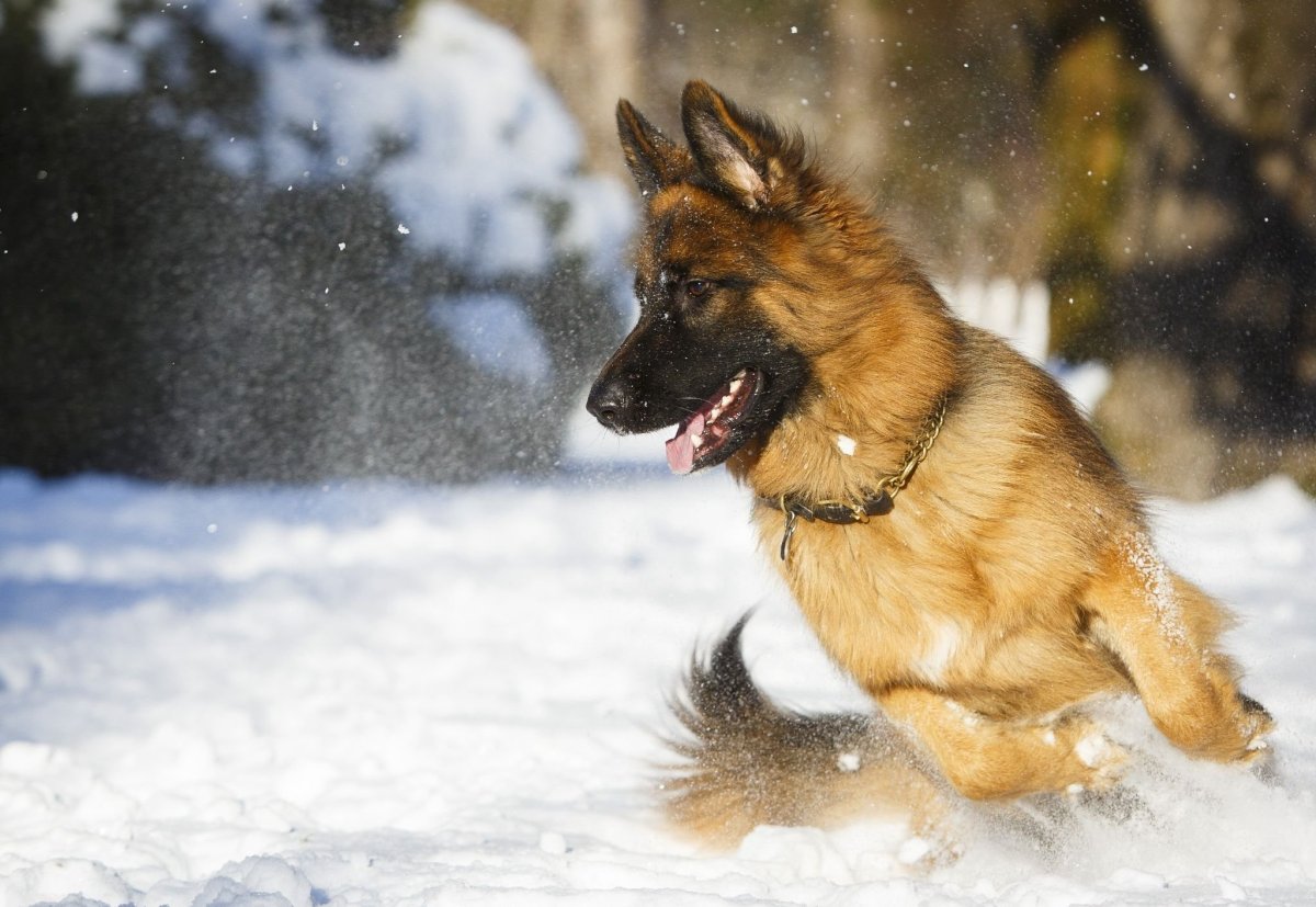 Немецкая овчарка Эстетика