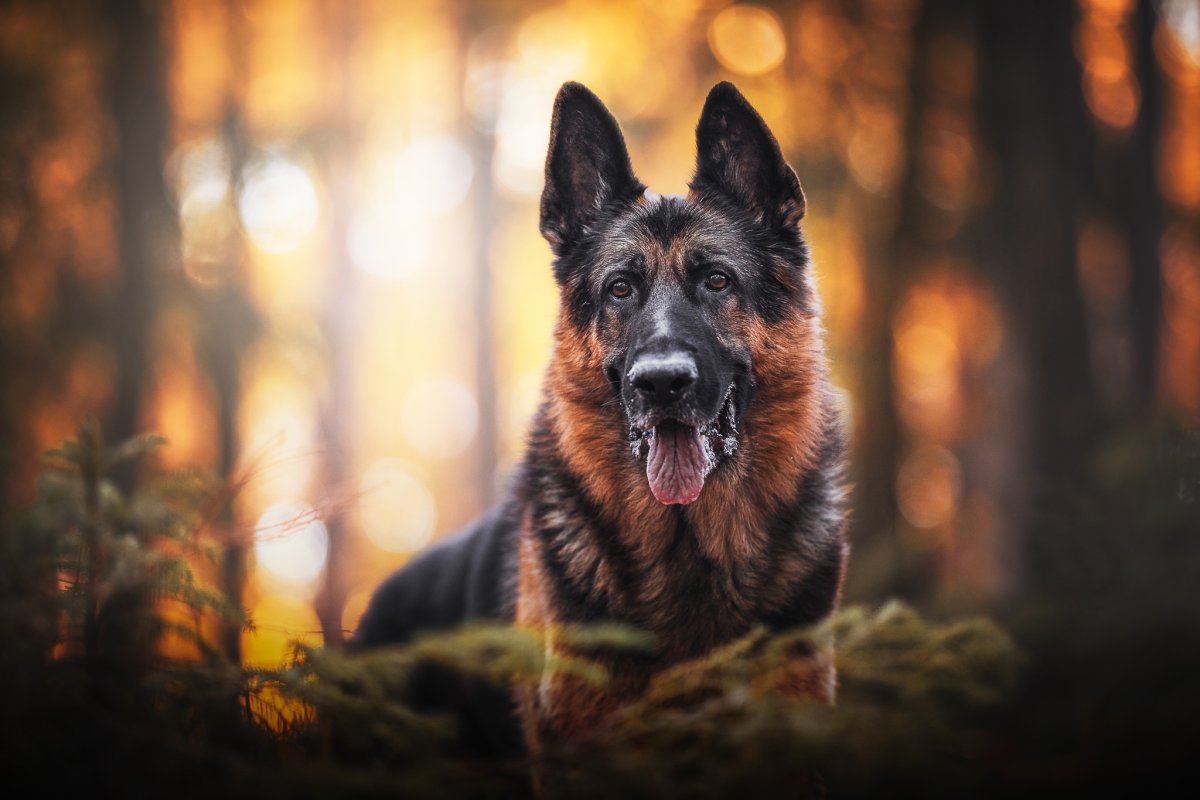 Собака немецкая овчарка серая