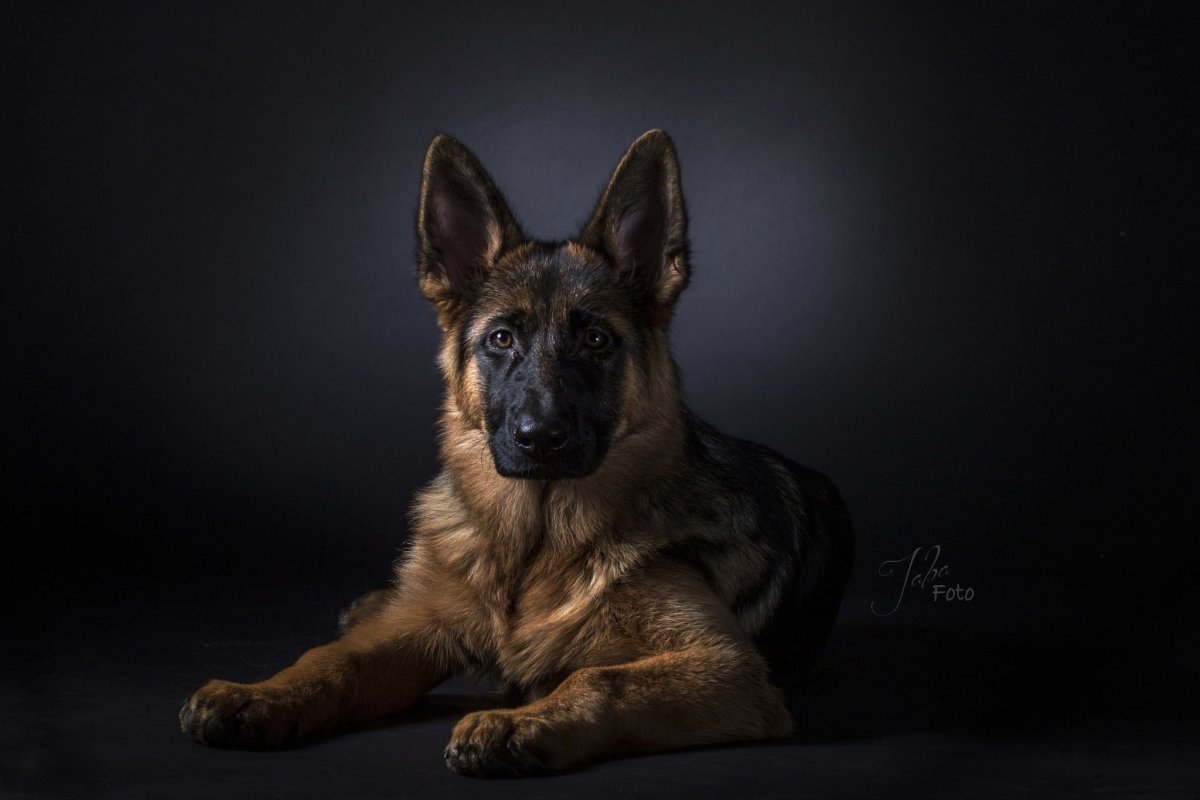 Шилонская овчарка