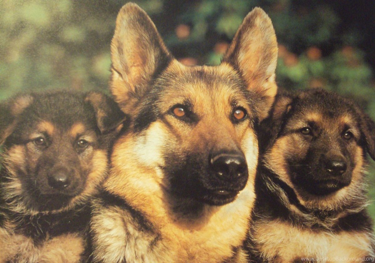 Векторные иллюстрации для детей овчарка