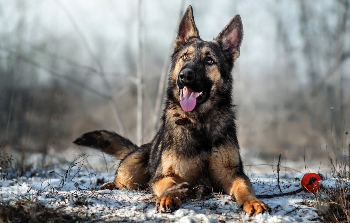 Милая овчарка