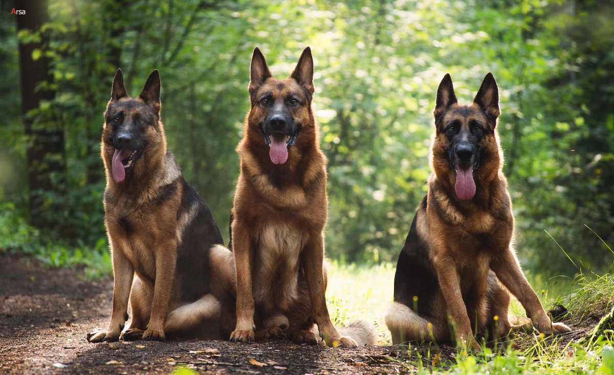 Мини овчарка