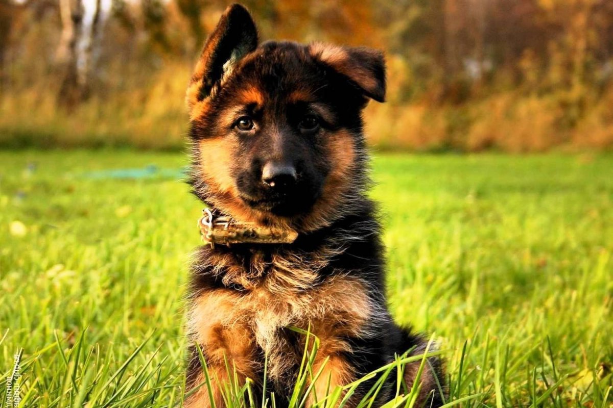 Немецкая овчарка