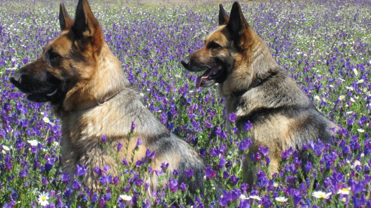 Немецкая овчарка рисунок