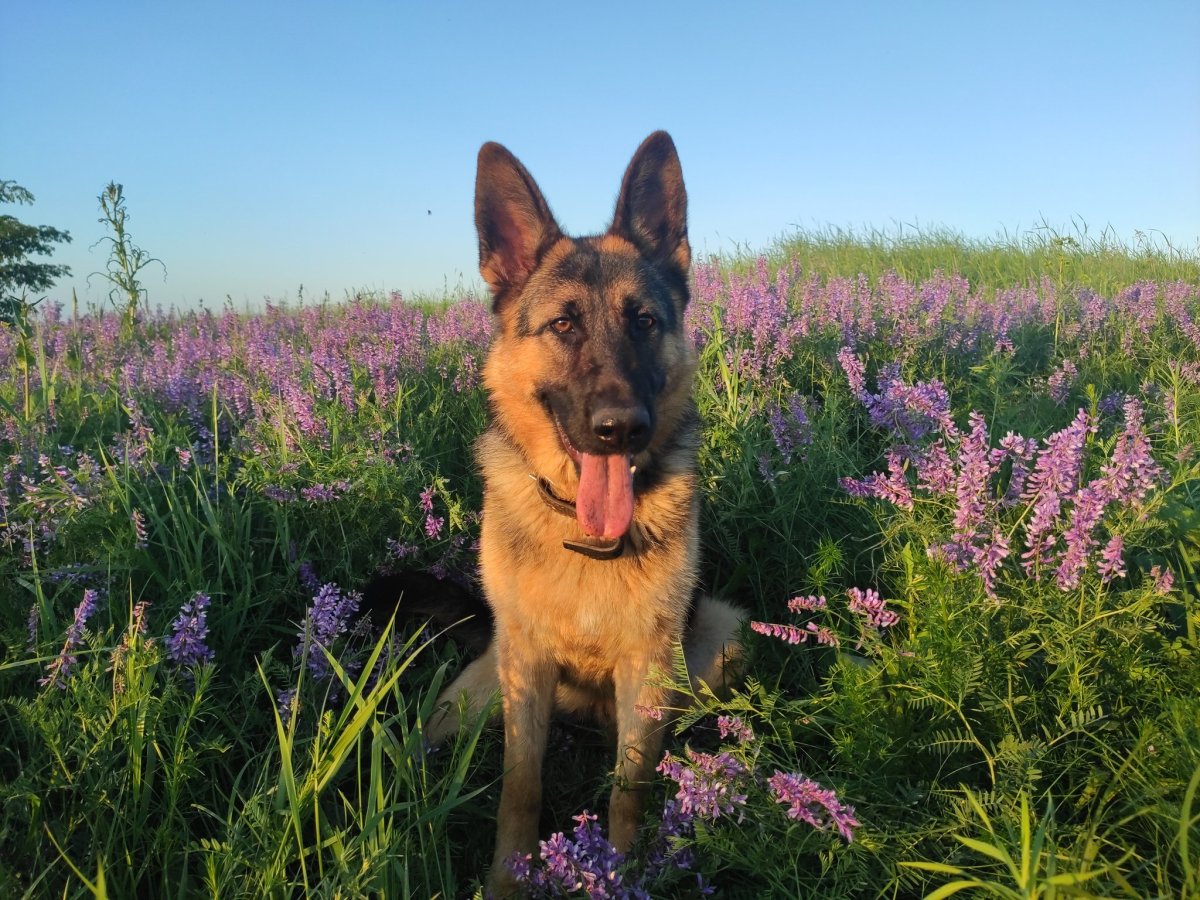 Собака немецкая овчарка