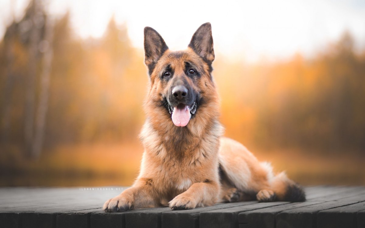 Овчарки Весна