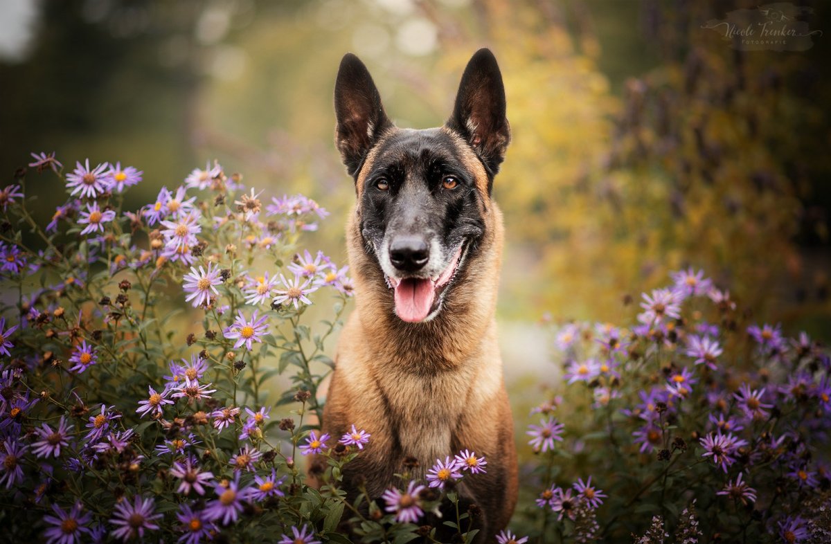 Собака немецкая овчарка длинношерстная