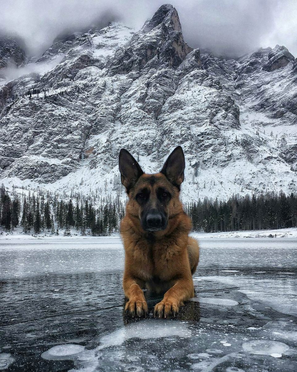 Немецкая овчарка 4 к