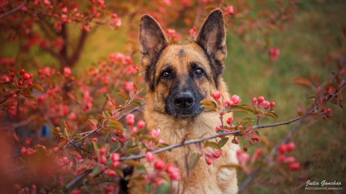 Овчарка 8 месяцев