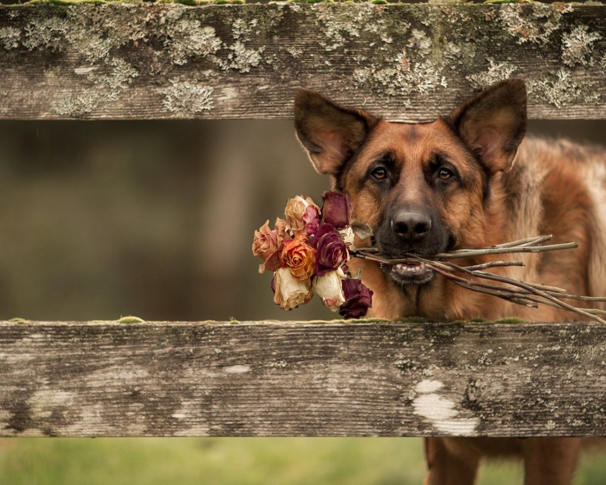 Три немецкие овчарки