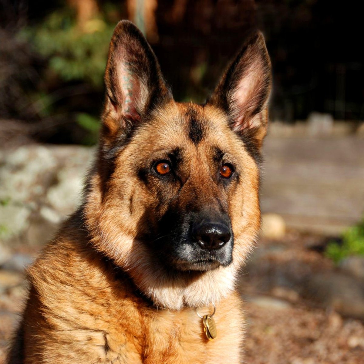 Немецкая овчарка Макс