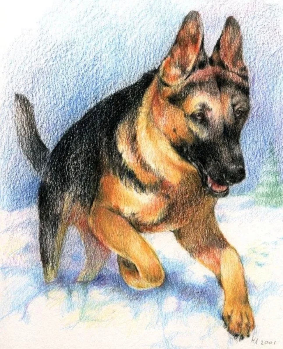 Немецкая овчарка Макс