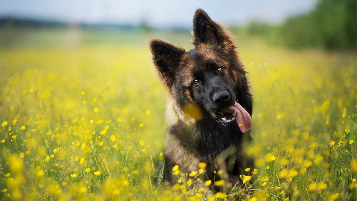 Две немецкие овчарки