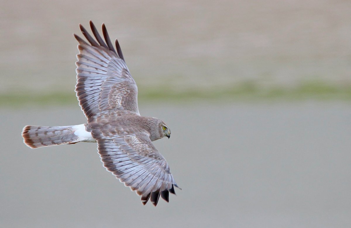 Pallio Harrier птица