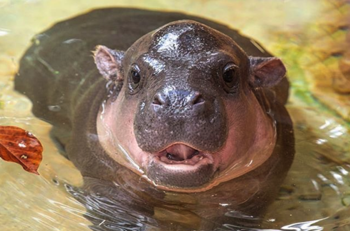 Pygmy Hippo