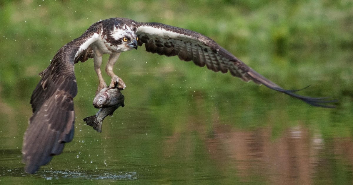 Дневные хищники